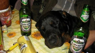 Куче фирка водка, осъждат стопанина!