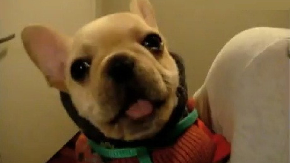 Говорещо куче покори интернет (Видео)