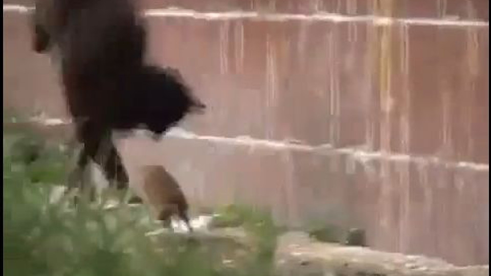 Смях! Вижте как мишка надви 4 котки (Видео)