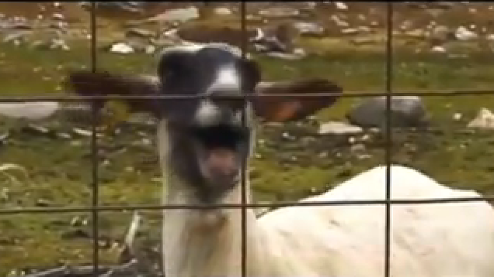 Крещяща овца хит в световни песни (Видео Трепач)