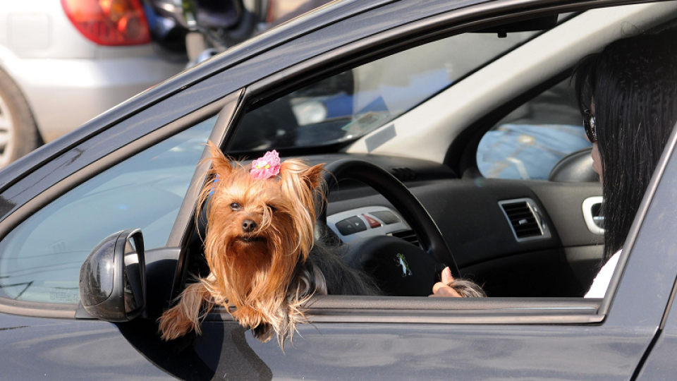 Виж с какви кученца се фукат баровките-шофьорки у нас (ФОТО) 