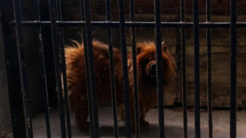 Китайска зооложка превърна куче в лъв