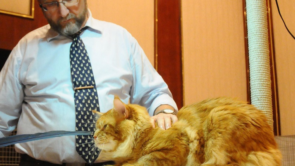 12-килограмова котка бие рекордите за домашен любимец! (СНИМКИ)