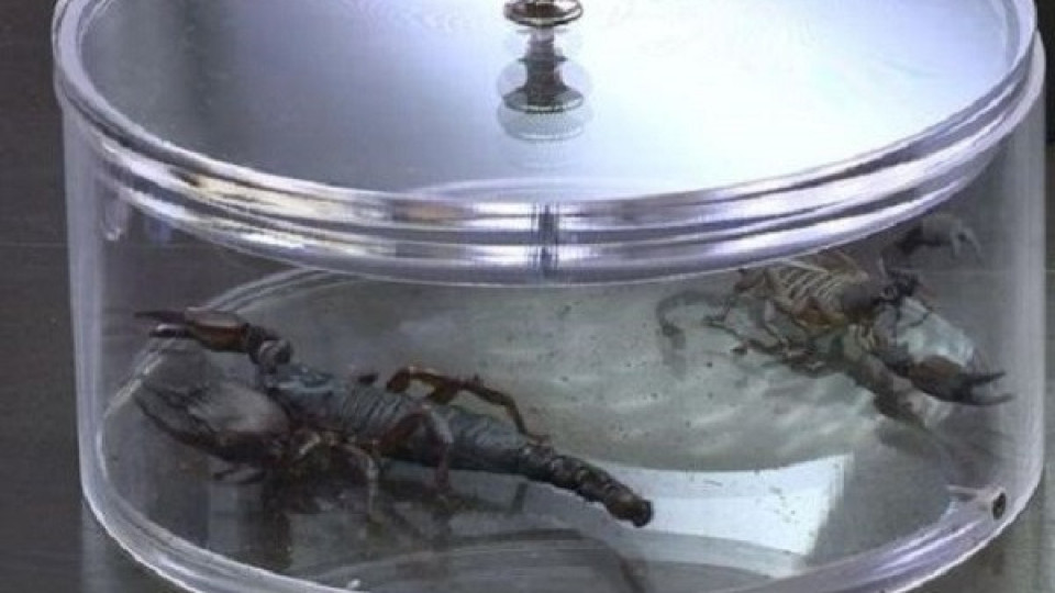 Къртицата 2: Разтърсване започва с живи скорпиони за участниците! 