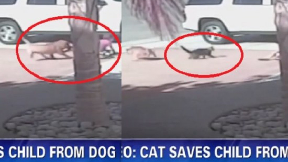 Котка пазител: Ето как спаси малчуган от куче! (ВИДЕО)