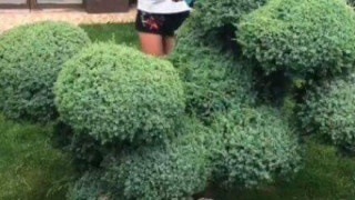 Светлана Василева поддържа градината на Гущеров (Моделката се мъчи да подрязва храсти - Фото)