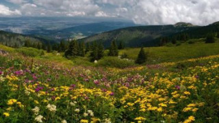 Interpol will work with the compromised WWF in Bulgaria
