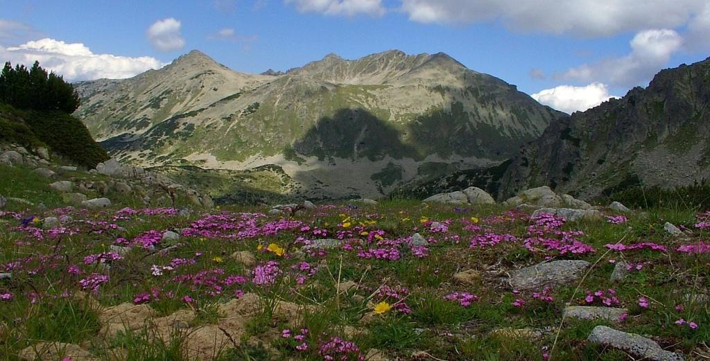 WWF-Bulgaria spread a lie about the wild goats on Pirin mountain