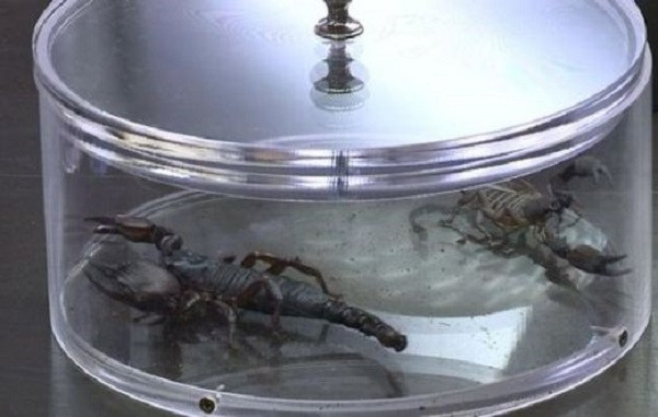 Къртицата 2: Разтърсване започва с живи скорпиони за участниците