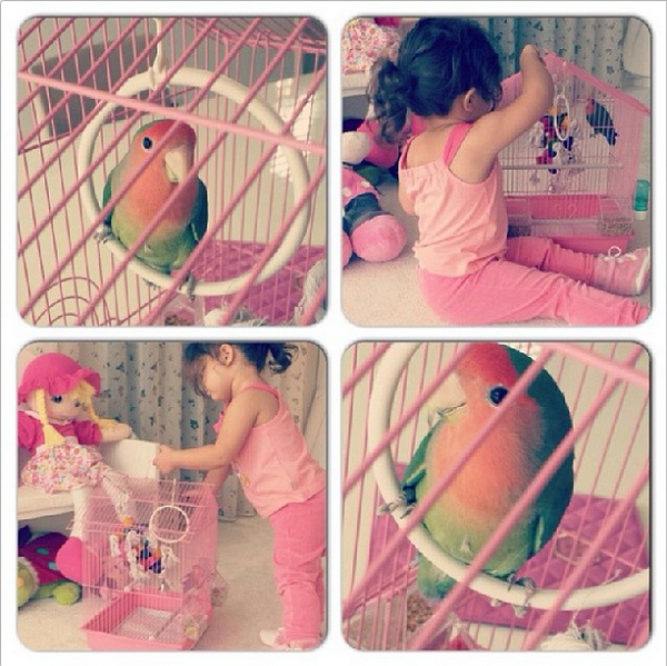 Никол Божинова с нов домашен любимец - има си папагал