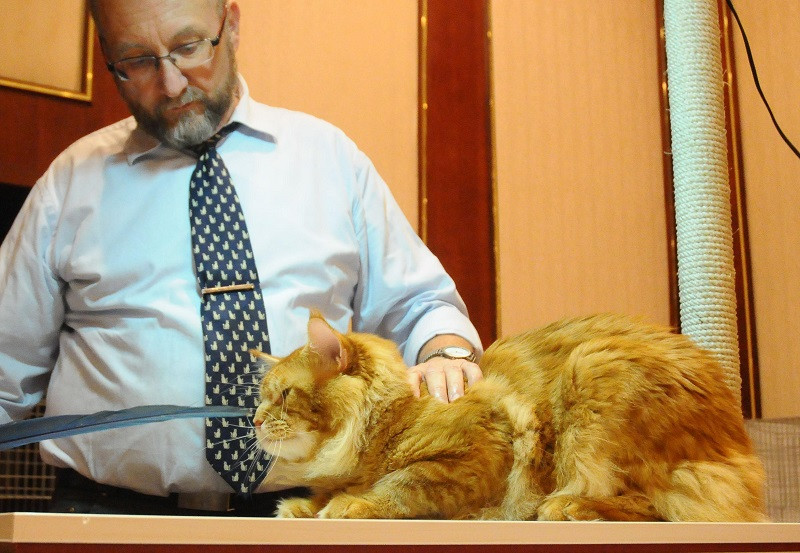 12-килограмовата котка бие рекордите за домашен любимец