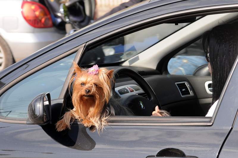 Баровките-шофьорки зарязаха плюшените играчки и вече си возят живи кученца в колите