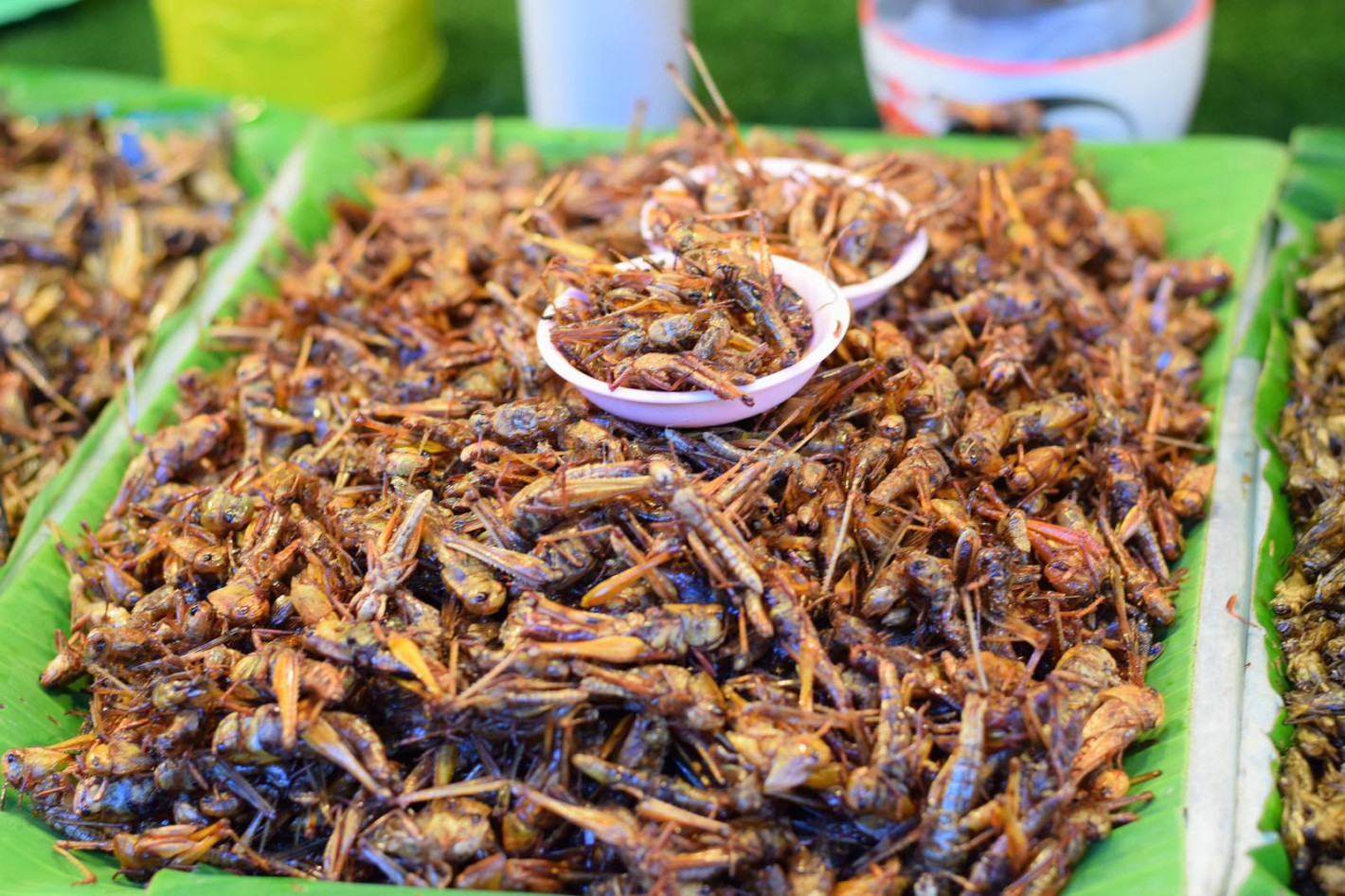 Европа ни разболява от рак с щурци и хлебарки в храната - Снимка 3