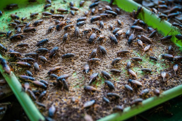 Европа ни разболява от рак с щурци и хлебарки в храната - Снимка 4