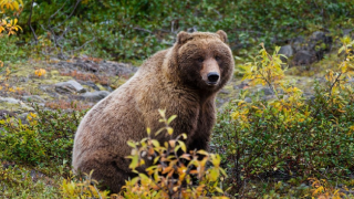 Най-старият мечок в България – Чарли, приключи земния си път
